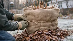 Hydrangea winter care: how to protect buds and get more blooms next summer