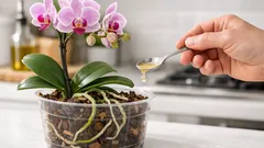 How to revive a moth orchid after the blooms drop