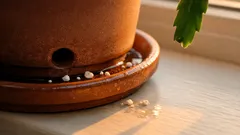 Why your Christmas cactus is limp and how to fix it fast