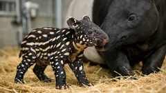 Endangered Malayan tapir calf is born at BIOPARC Fuengirola in a major conservation win