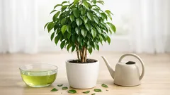 Why your weeping fig drops leaves in winter and how to stop it